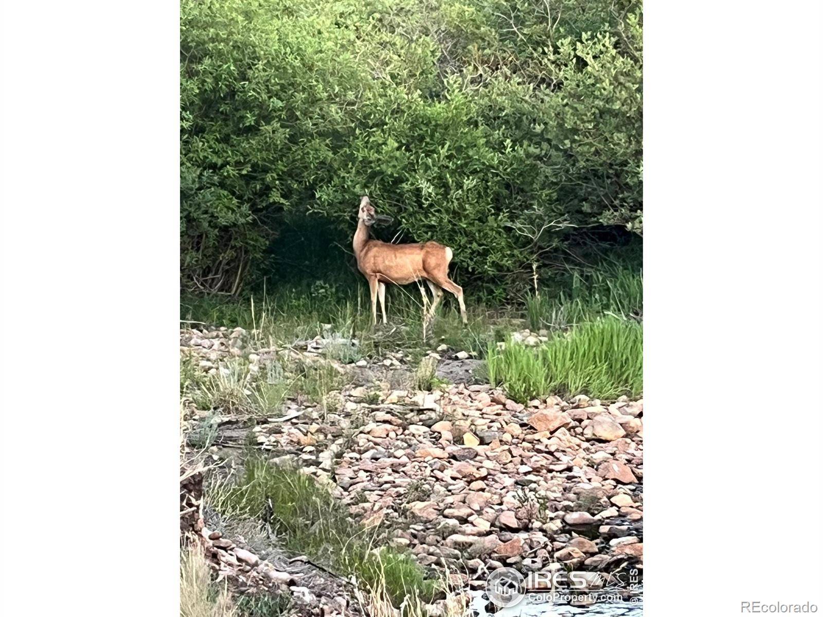 Red Feather Lakes, CO 80545,7176 Ottawa WAY