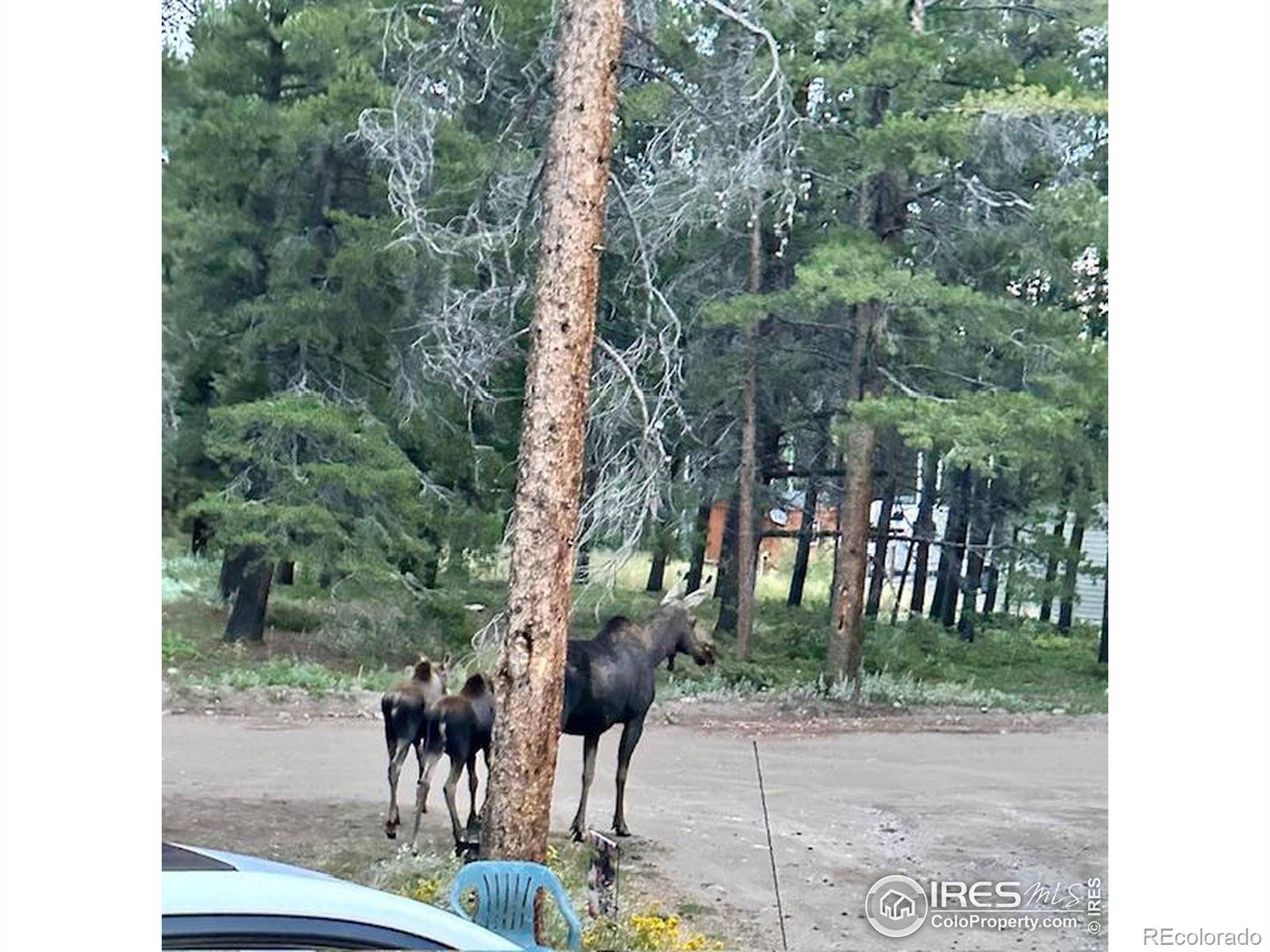 Black Hawk, CO 80422,272 Severance Lodge RD