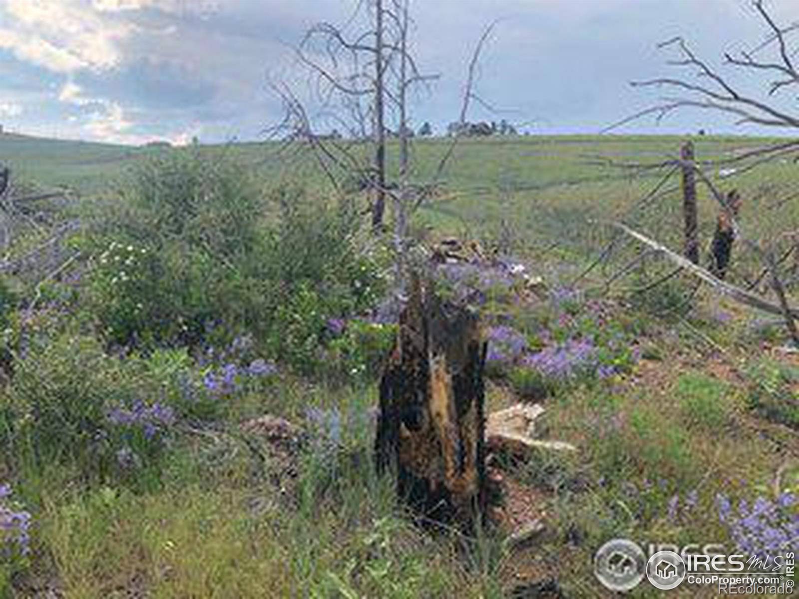 Livermore, CO 80536,Meadow Mountain DR