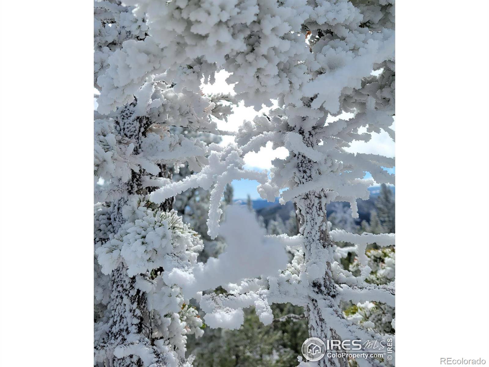 Red Feather Lakes, CO 80545,3765 Forest Road 195