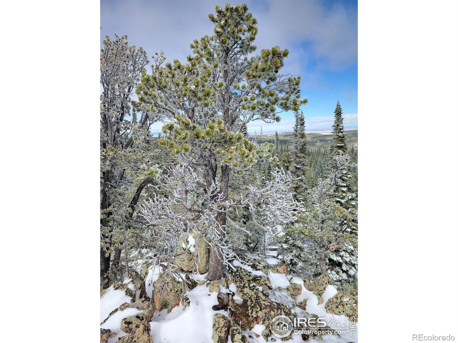 Red Feather Lakes, CO 80545,3765 Forest Road 195