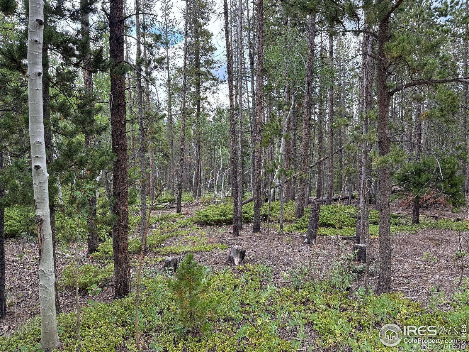 Red Feather Lakes, CO 80545,2581 Shoshoni DR