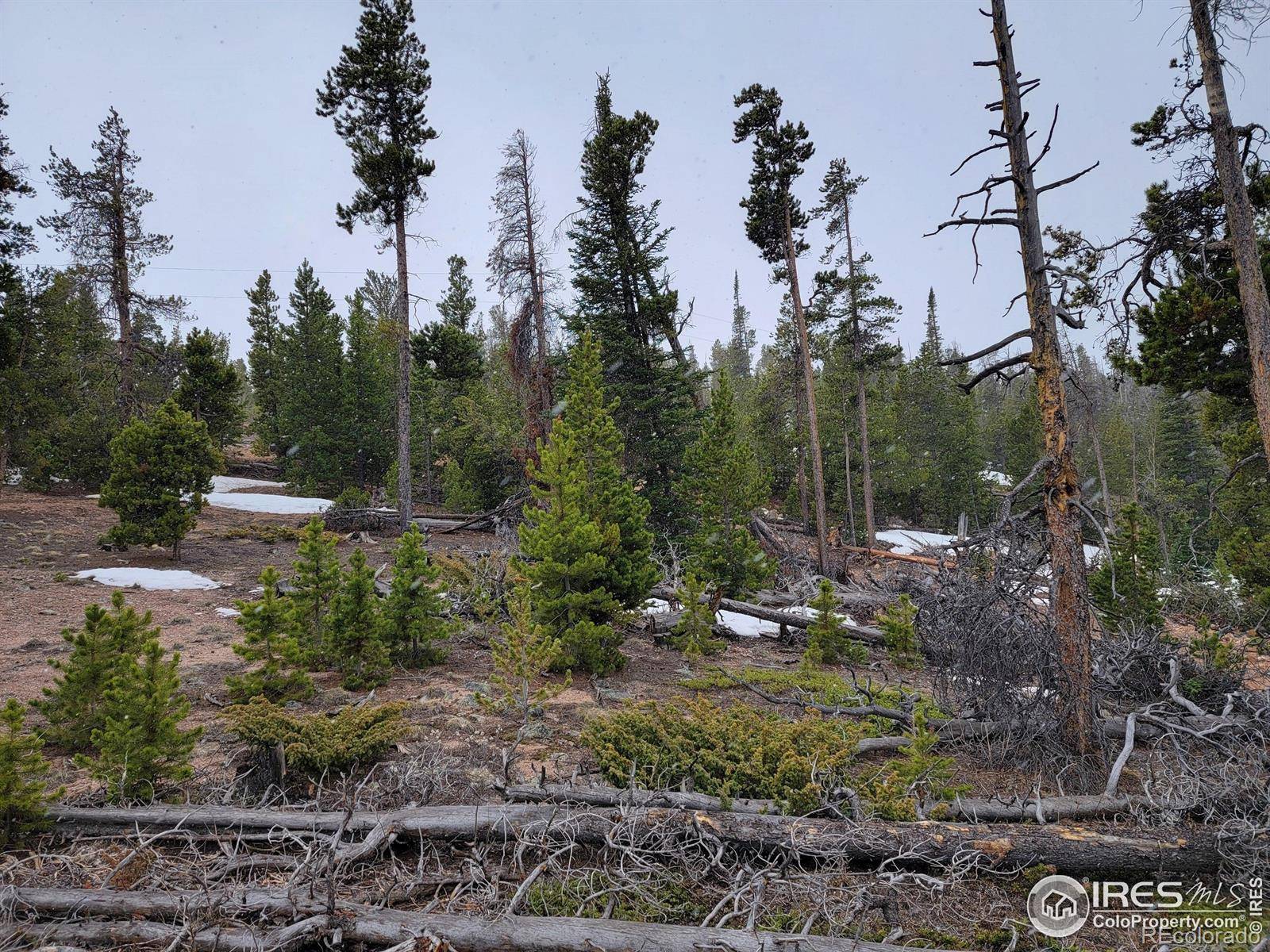 Red Feather Lakes, CO 80545,50 Carrier WAY