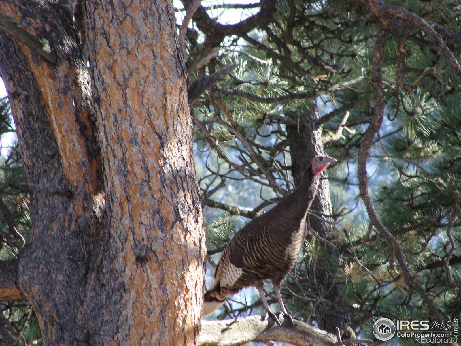 Lyons, CO 80540,0 Cedar DR