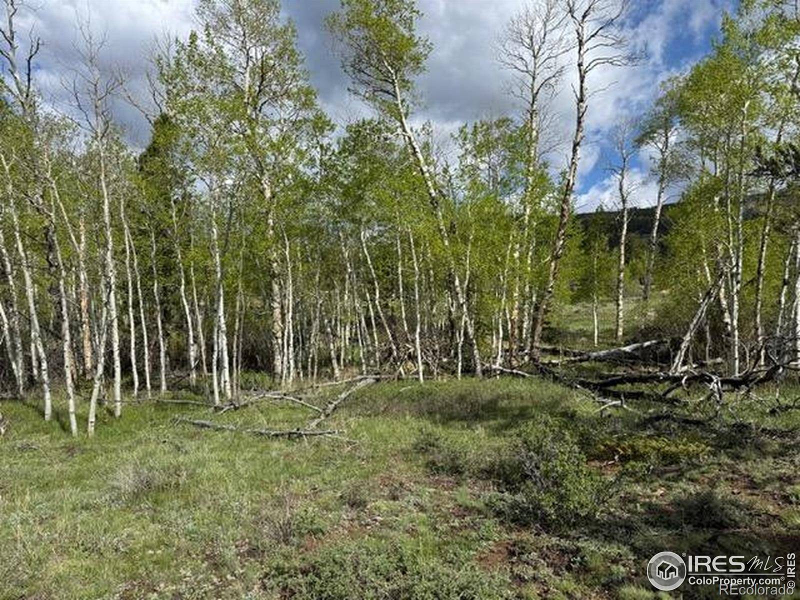 Red Feather Lakes, CO 80545,137 Cimarron RD