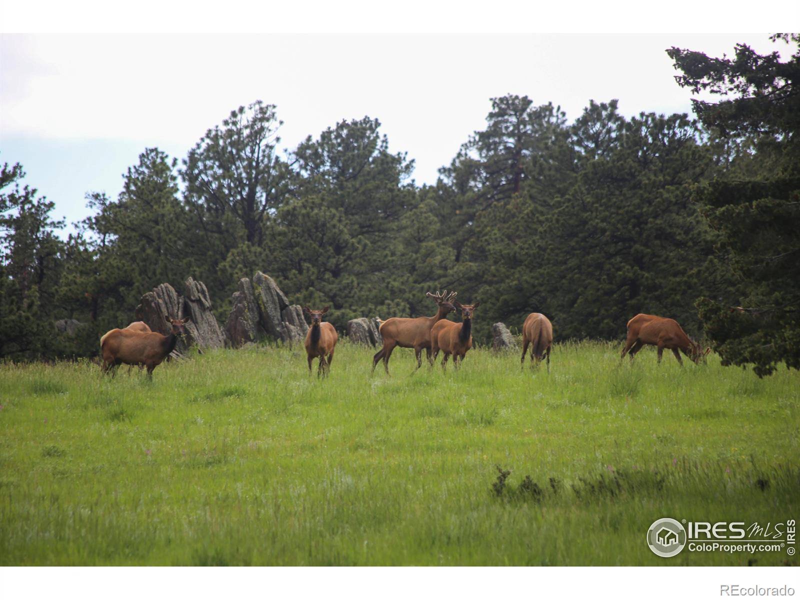 Bellvue, CO 80512,0 Old Flowers RD