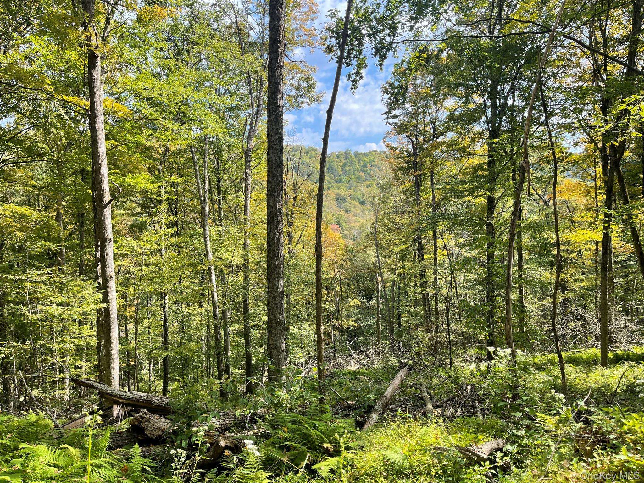 Hancock, NY 13783,Carcass Brook Spur