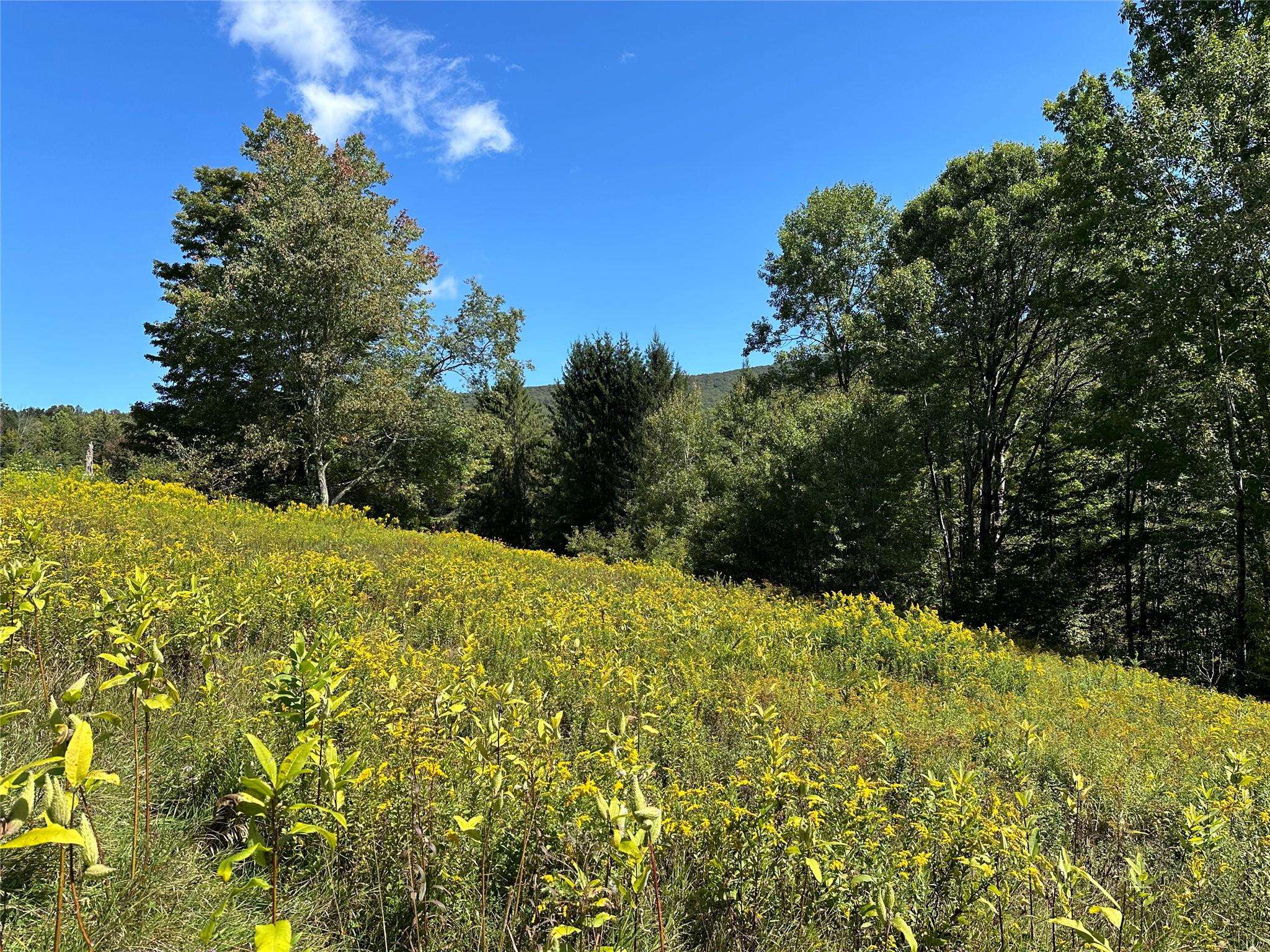 Arkville, NY,Todd Mt