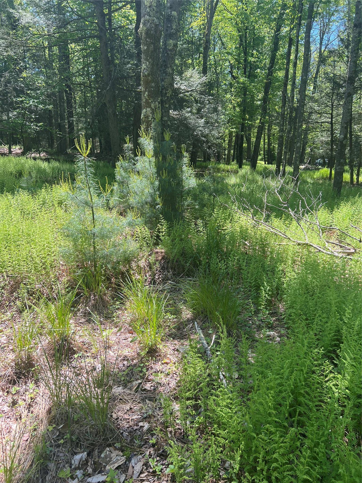 Swan Lake, NY 12783,95 Old Tacy RD