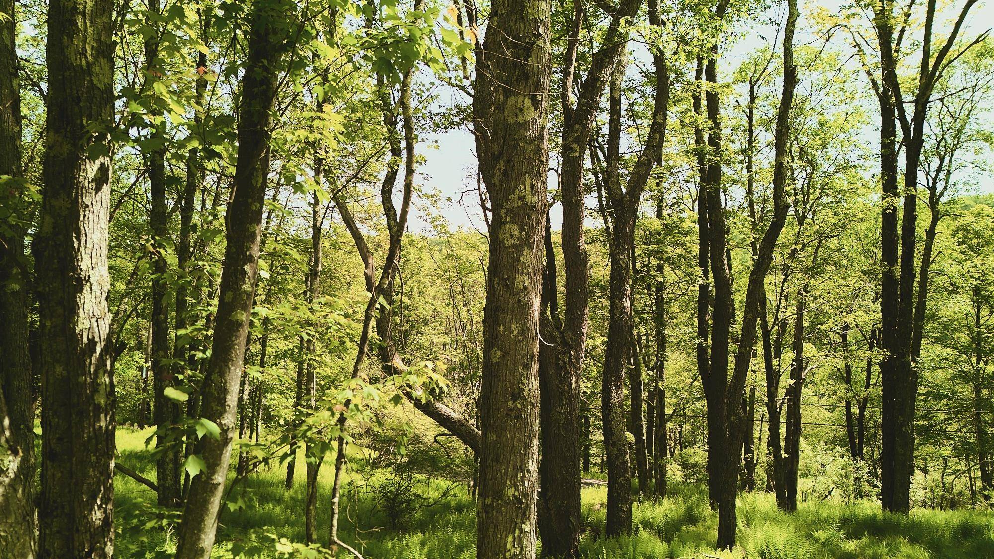 Liberty, NY 12754,00 Benton Hollow