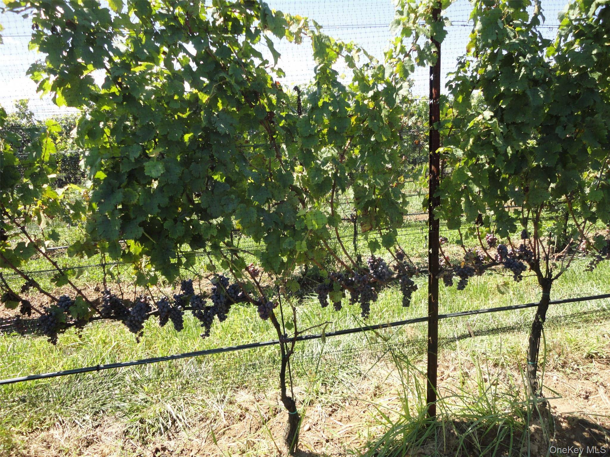 Calverton, NY 11933,156 Youngs AVE