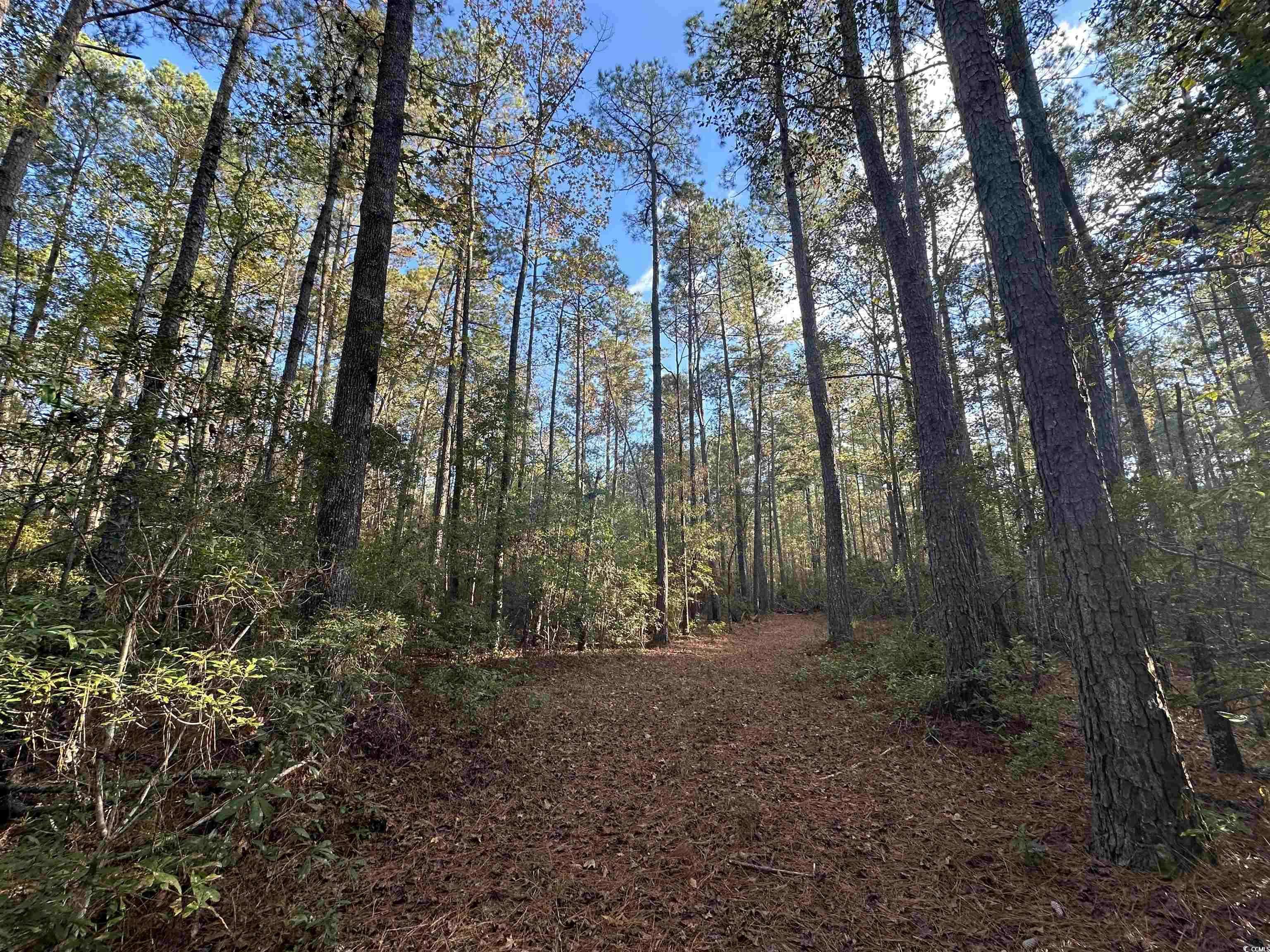 Hemingway, SC 29554,TBD Roper Woods Rd.