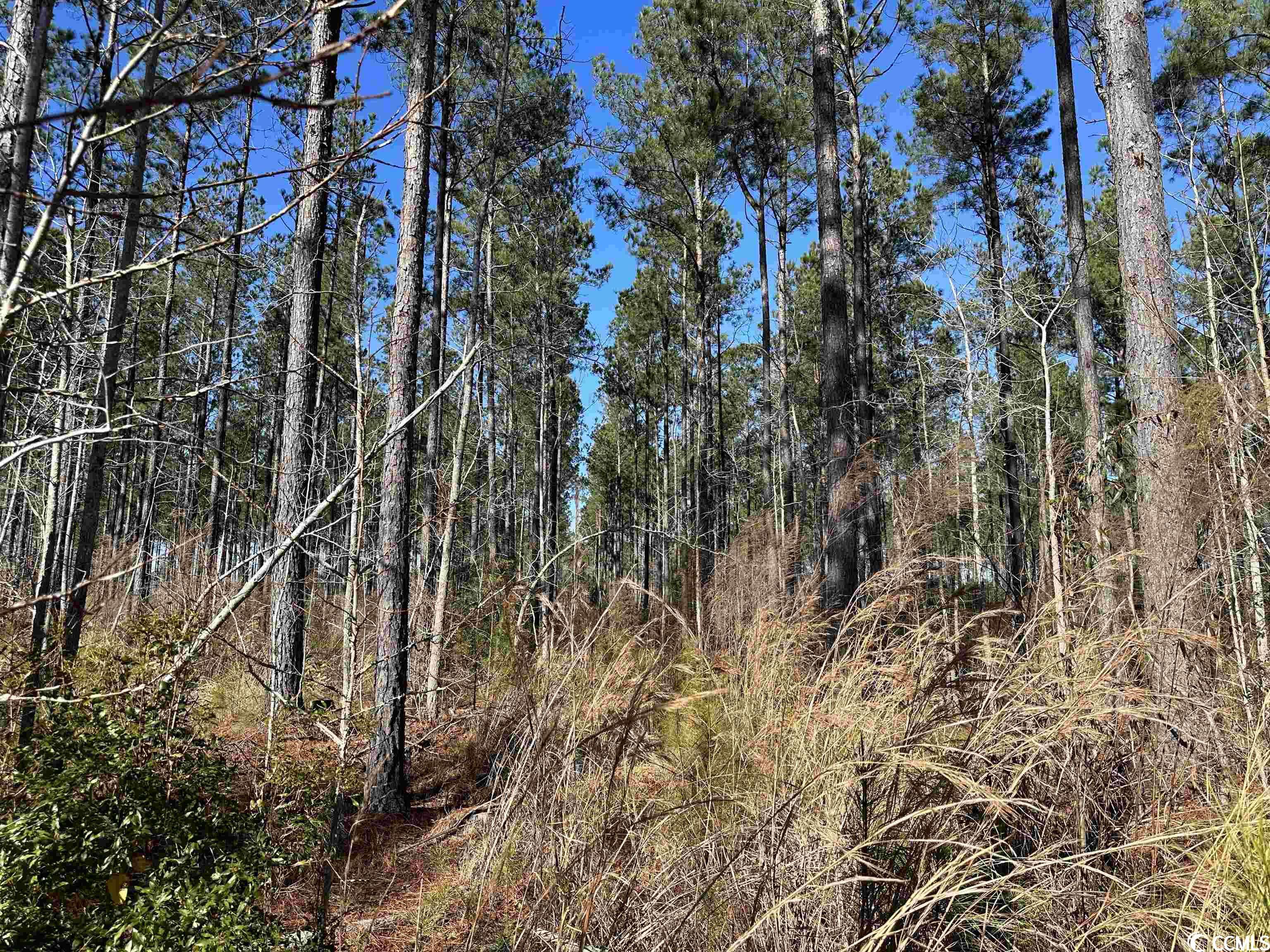Lane, SC 29564,TBD Seaboard Rd.