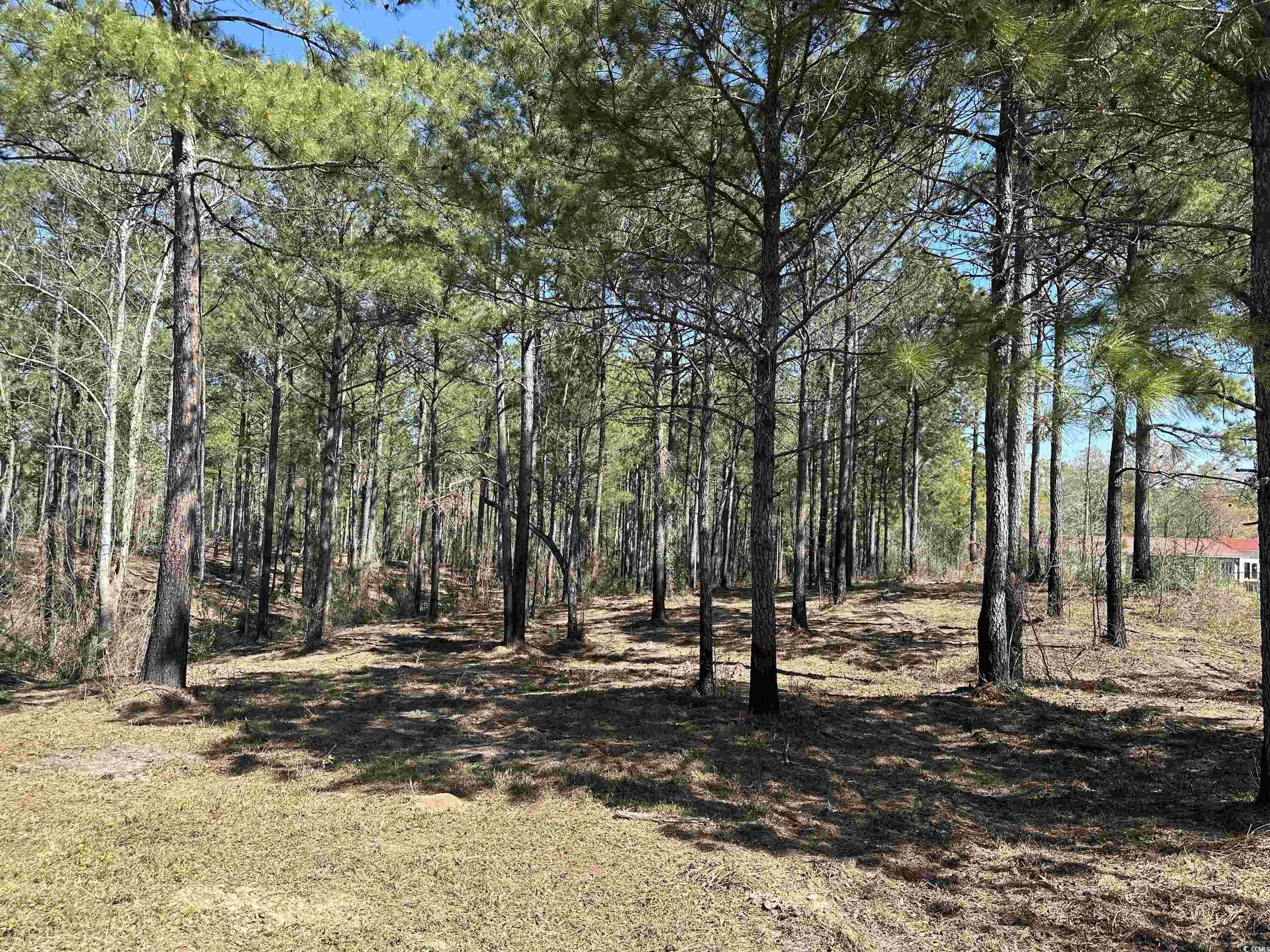 Salters, SC 29590,LOT 6 Old Camp Ln.