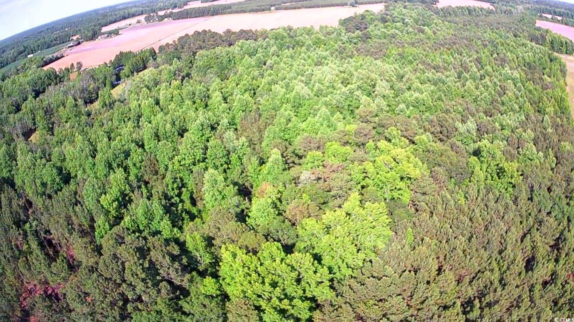 Nichols, SC 29581,TBD Boggy Branch Rd.