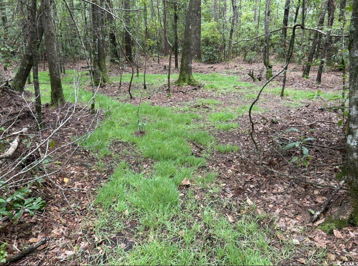 Hemingway, SC 29554,0 FC Cox Rd.