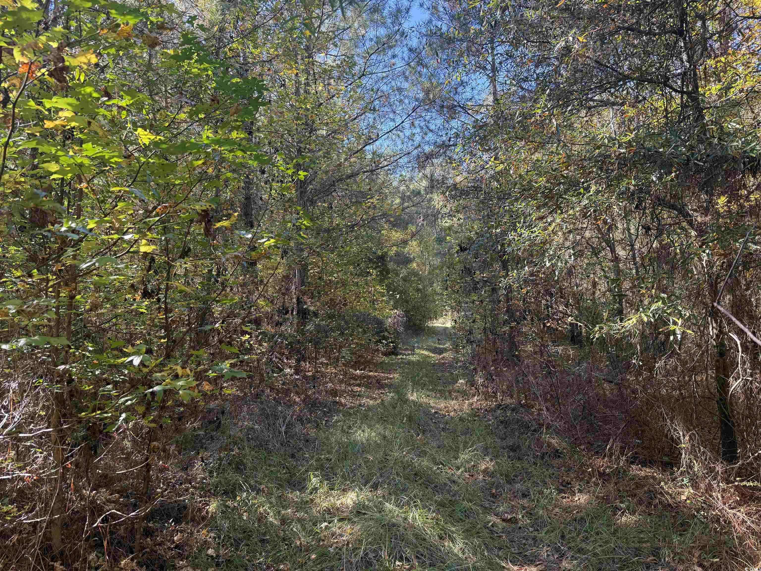 Andrews, SC 29510,793 Puncheon Creek Dr.