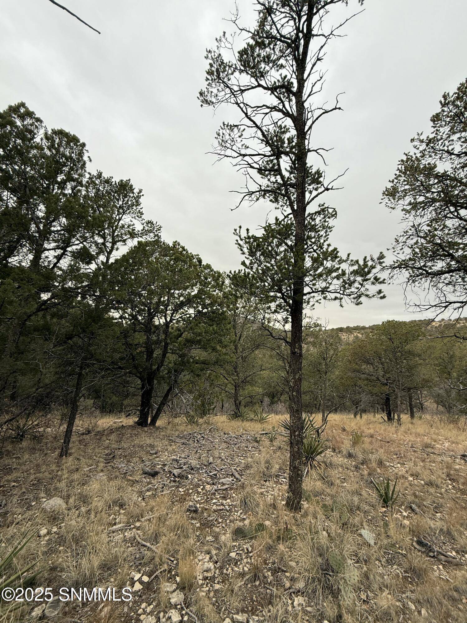 Timberon, NM 88350,22 Harvest RD