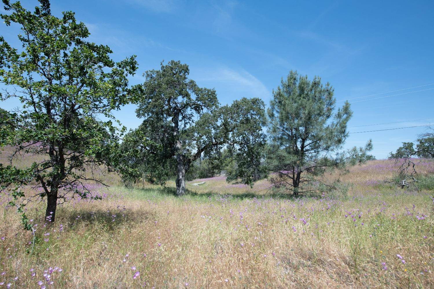 Prather, CA 93651,138042 Pennyroyal