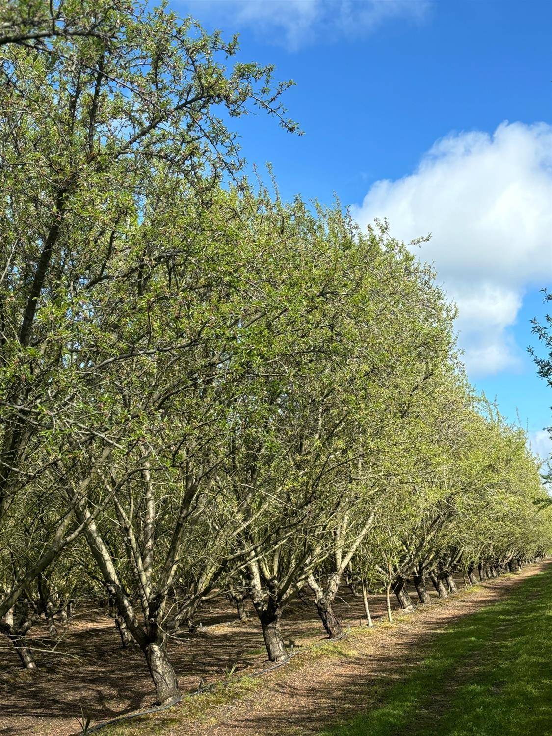 Chowchilla, CA 93610,23 Chowchilla