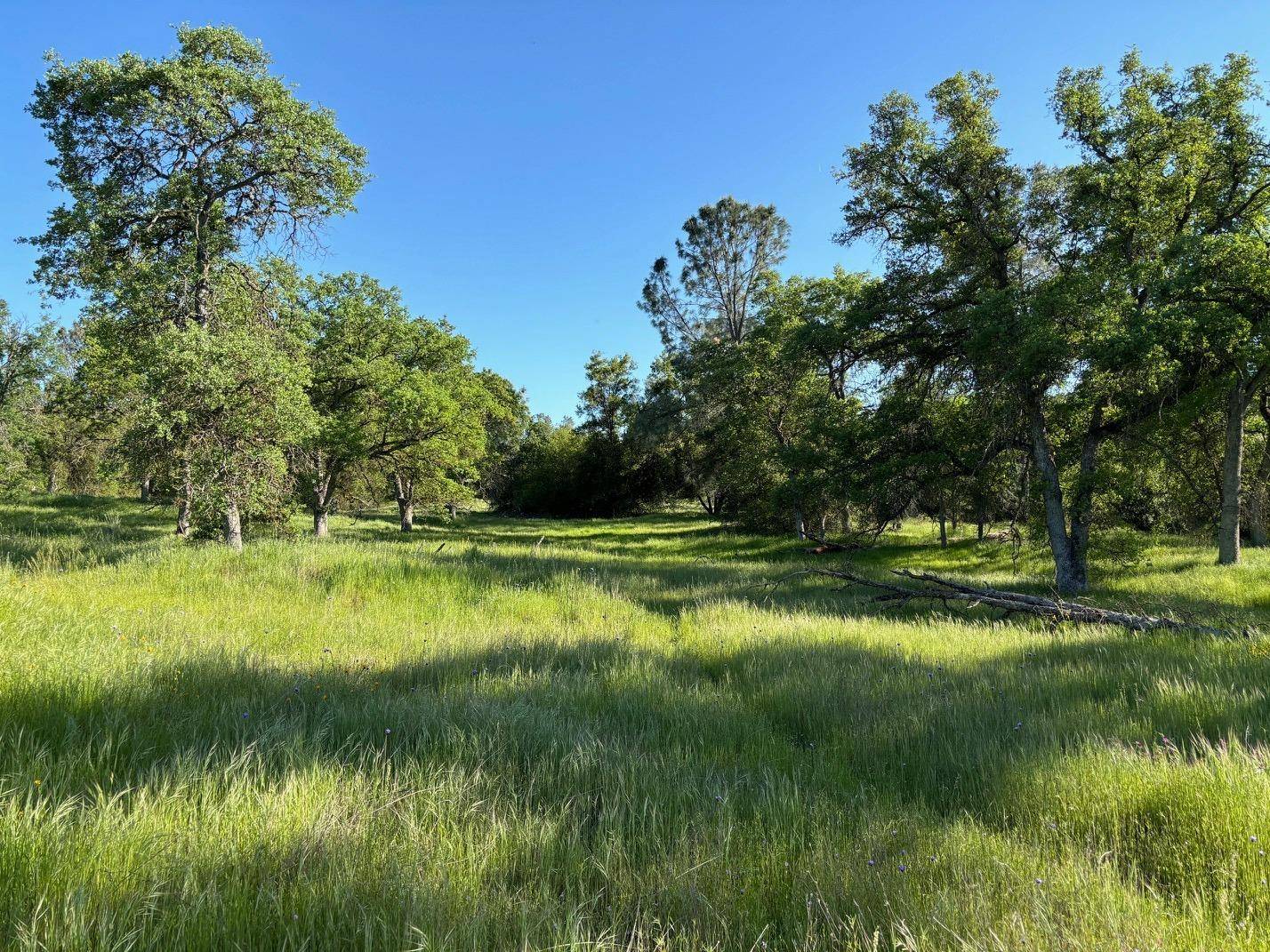 Clovis, CA 93619,0 Whitethorne