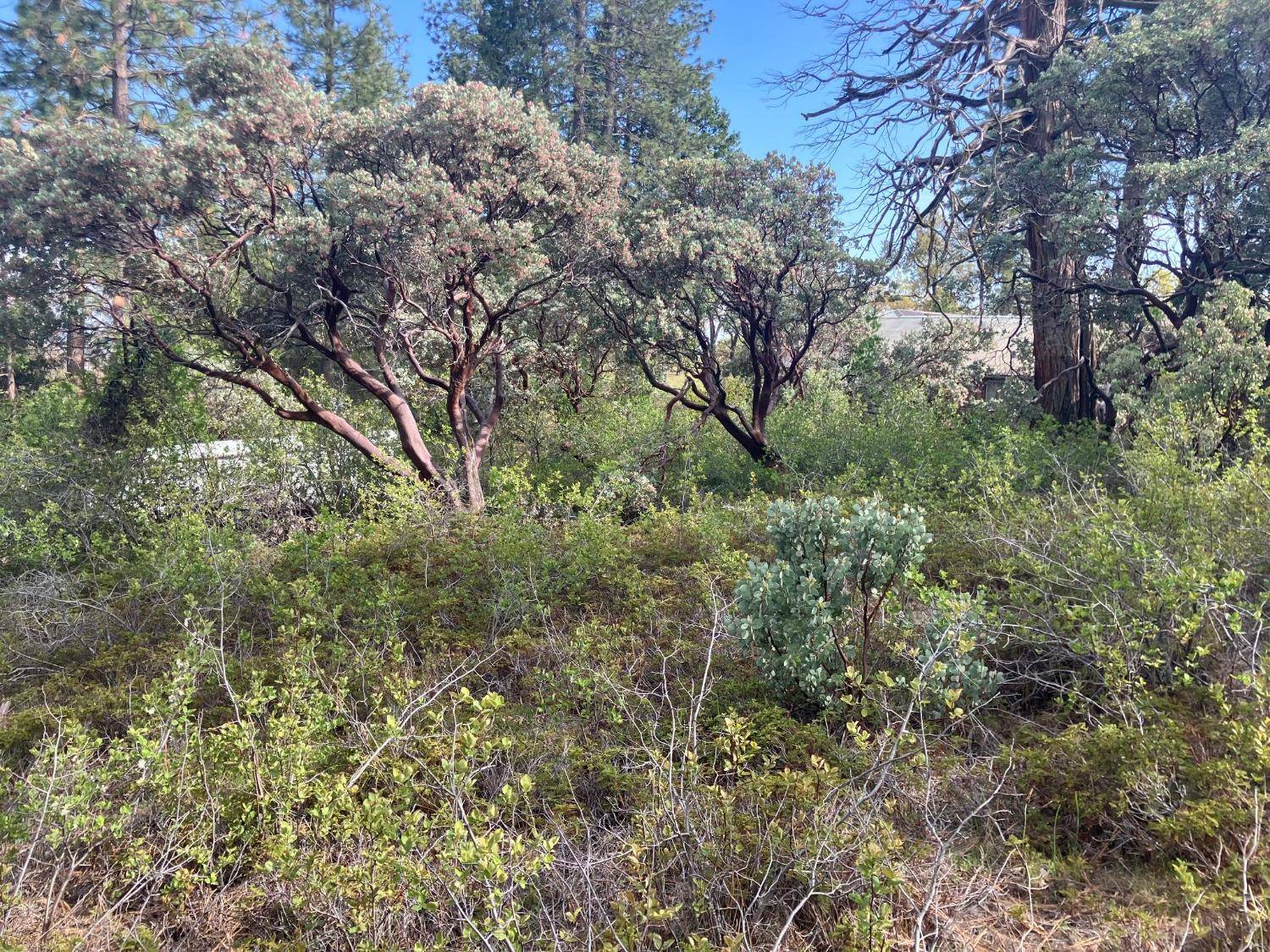 Auberry, CA 93602,34259 Elk LN