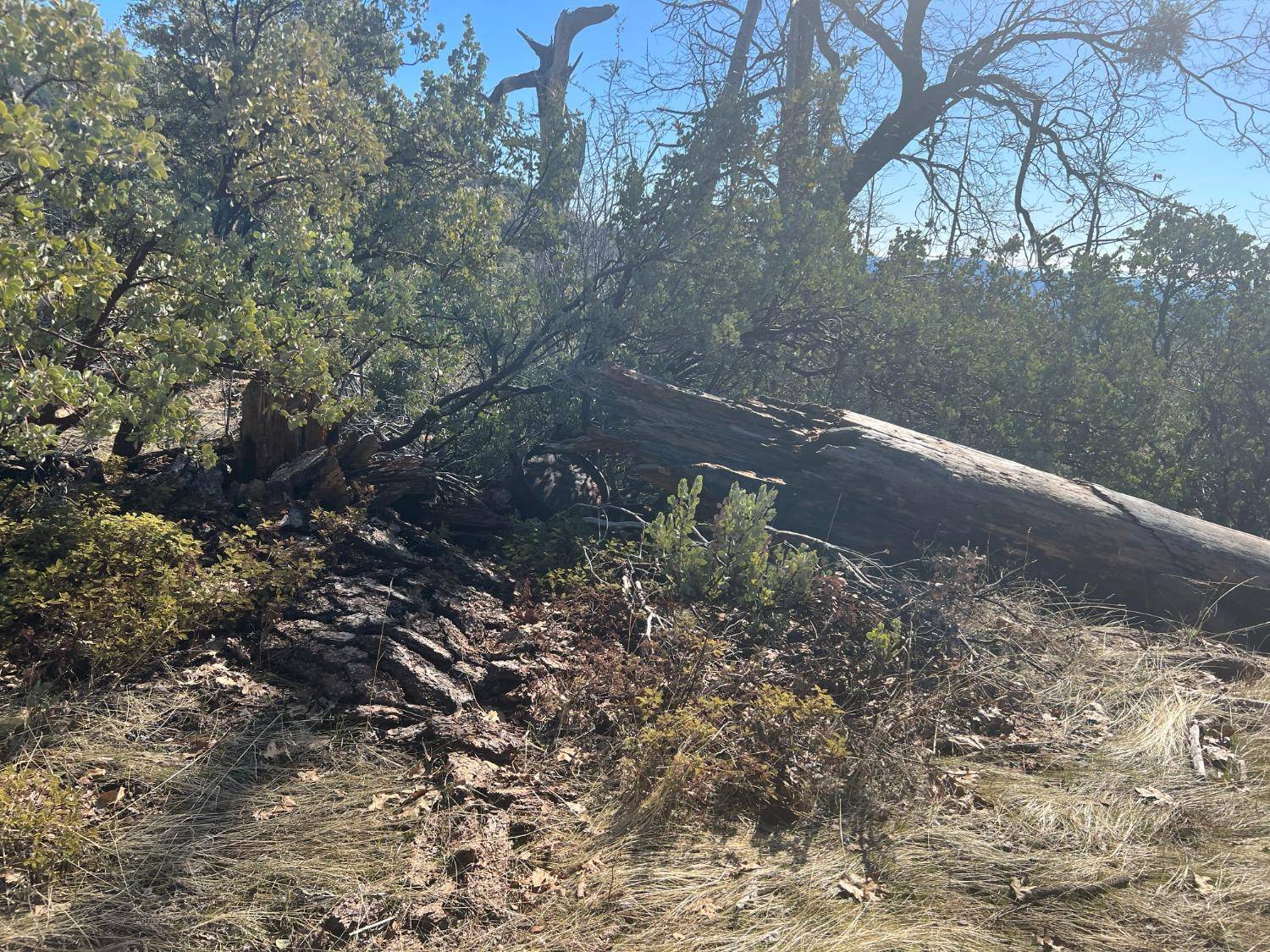 Mariposa, CA 95338,6225 Old Mill RD