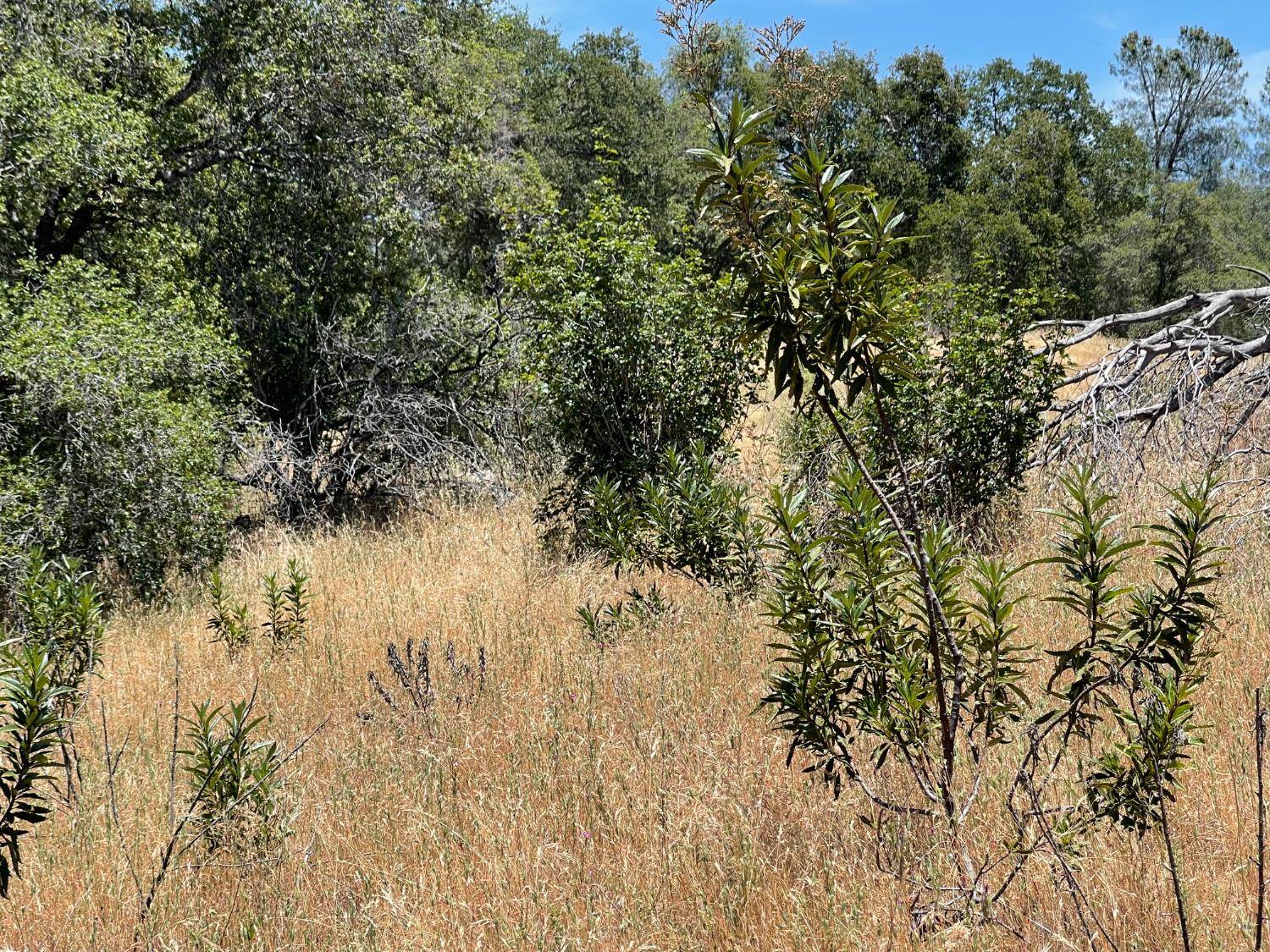 Mariposa, CA 95338,3608 Ramblin Rd