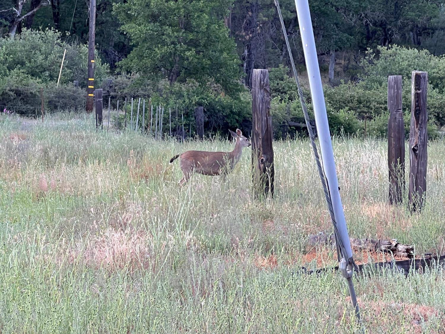 Hayfork, CA 96041,70 N Oak AVE