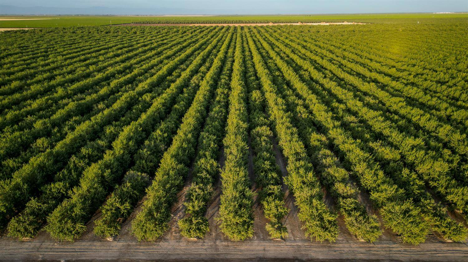 Madera, CA 93637,11885 Road 9