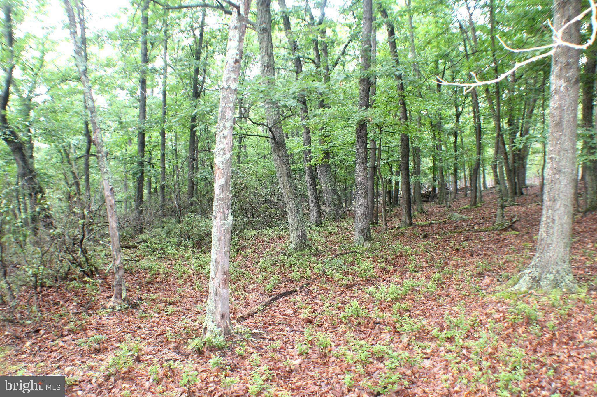 Petersburg, WV 26847,88.25-ACS WILDERNESS WAY