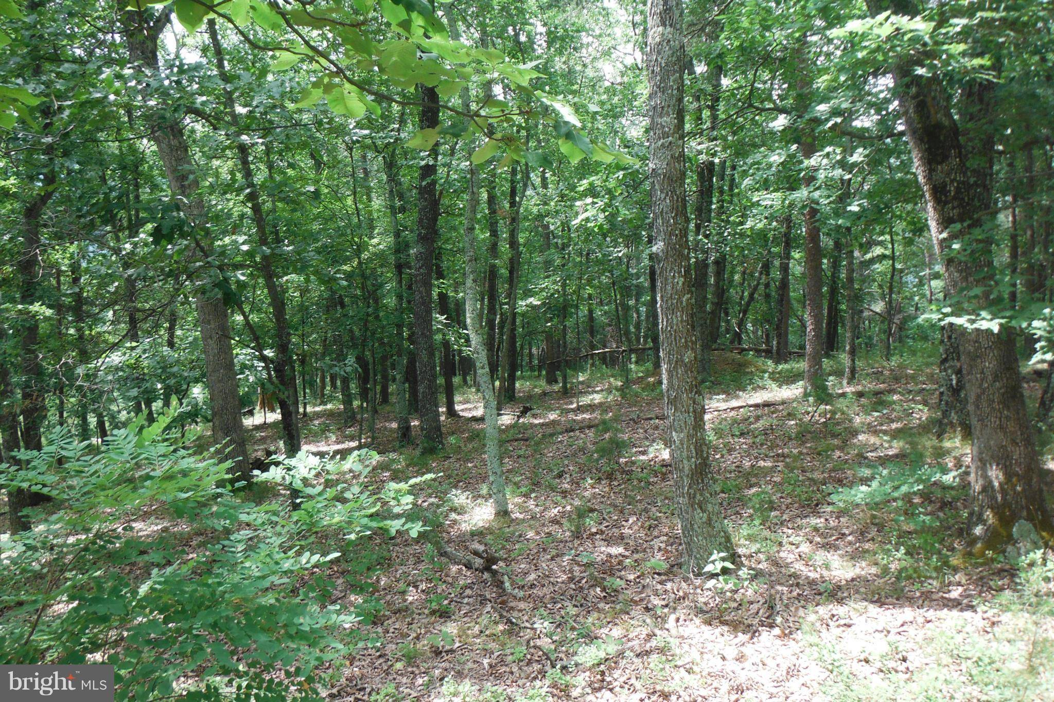 Milam, WV 26838,WILSON RUN TRAIL