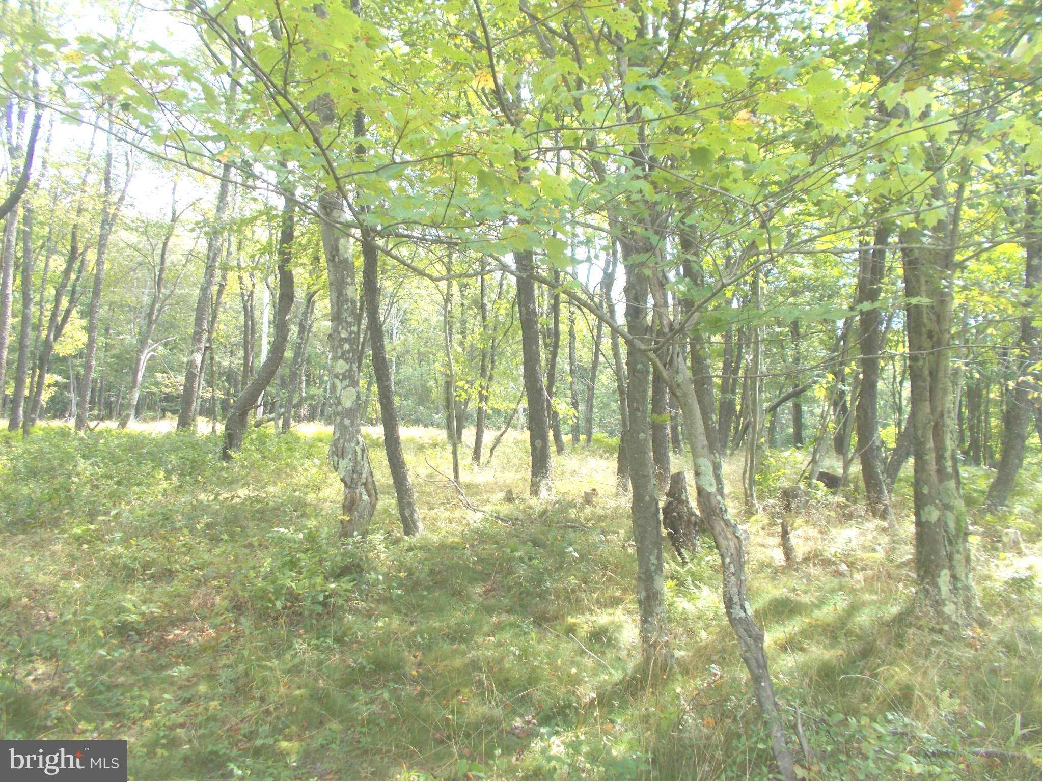 Mount Storm, WV 26739,9 LOT 9 KINGS ACRES