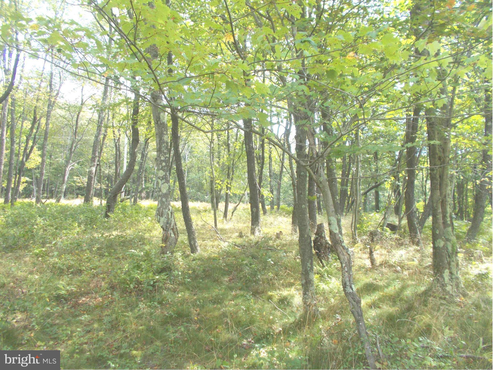 Mount Storm, WV 26739,6 LOT 6 KINGS ACRES