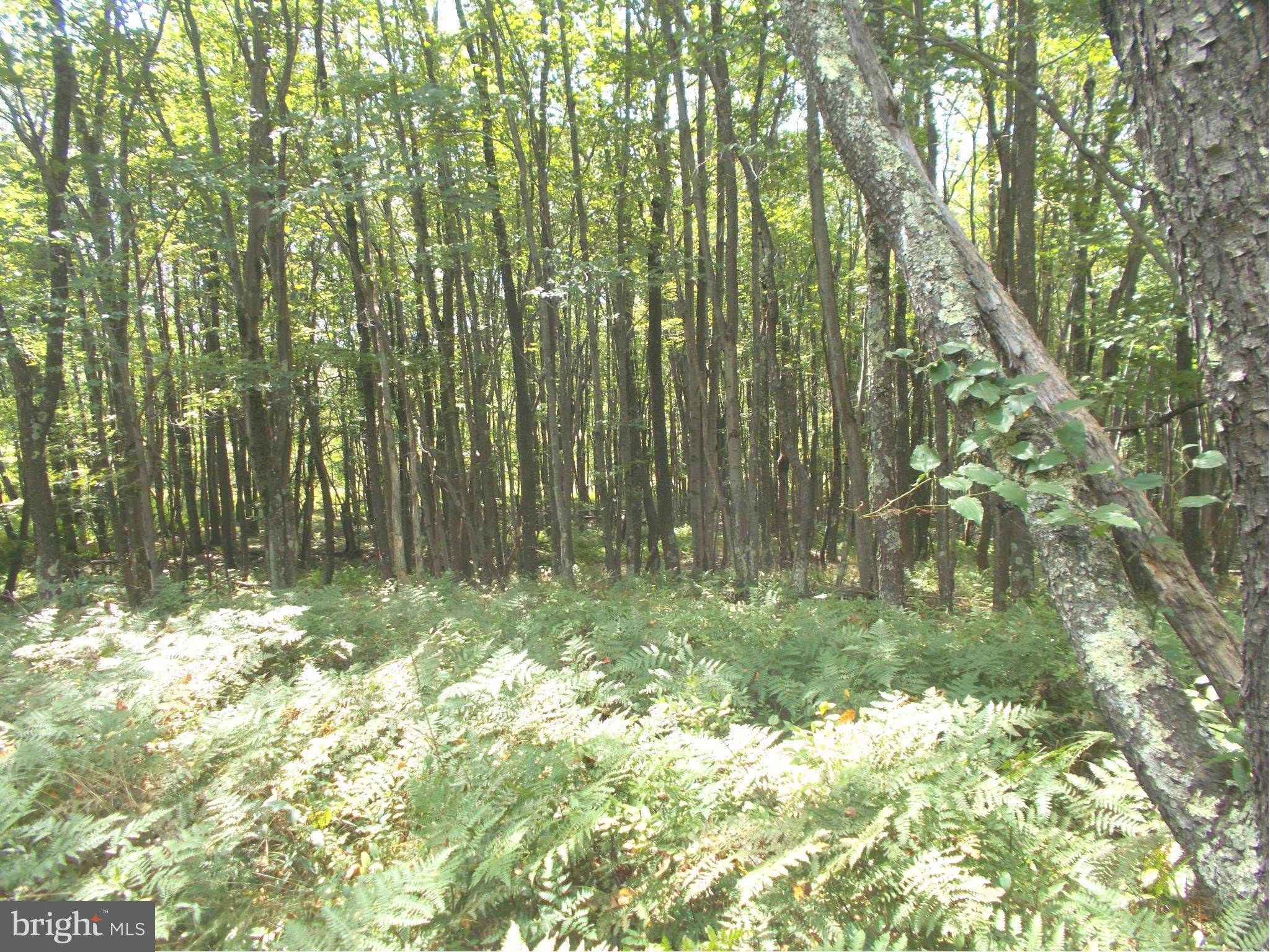 Mount Storm, WV 26739,10 LOT 10 KINGS ACRES