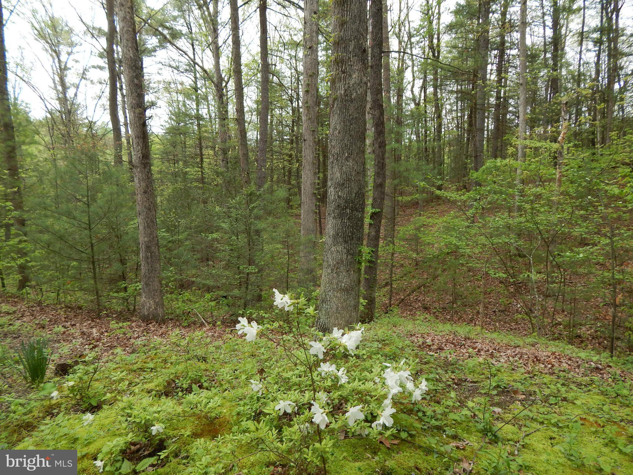 Hedgesville, WV 25427,LOT 20 CHESTNUT OAK LANE