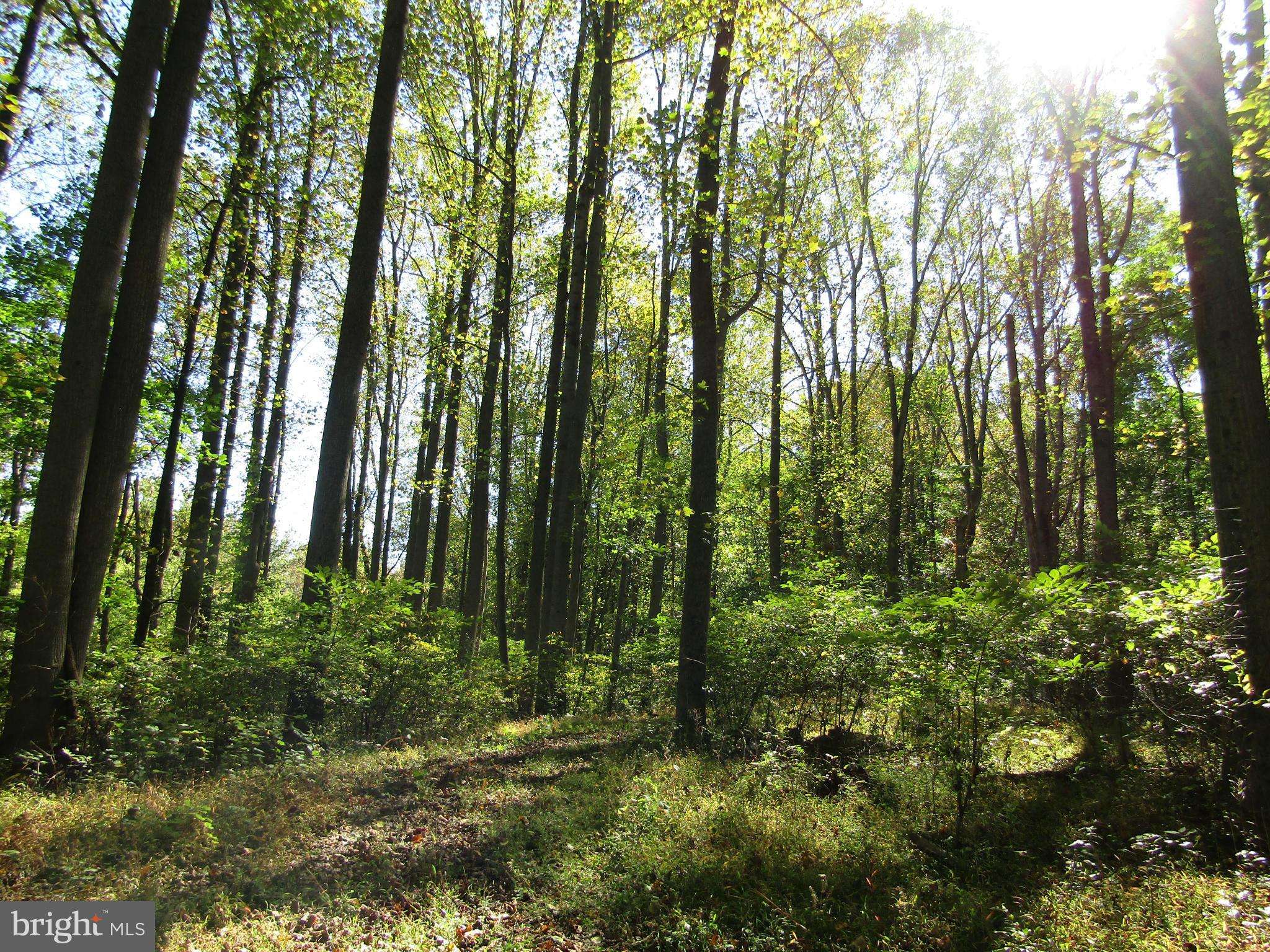 Hedgesville, WV 25427,8.24 AC-LOT 4 CHESAPEAKE LN