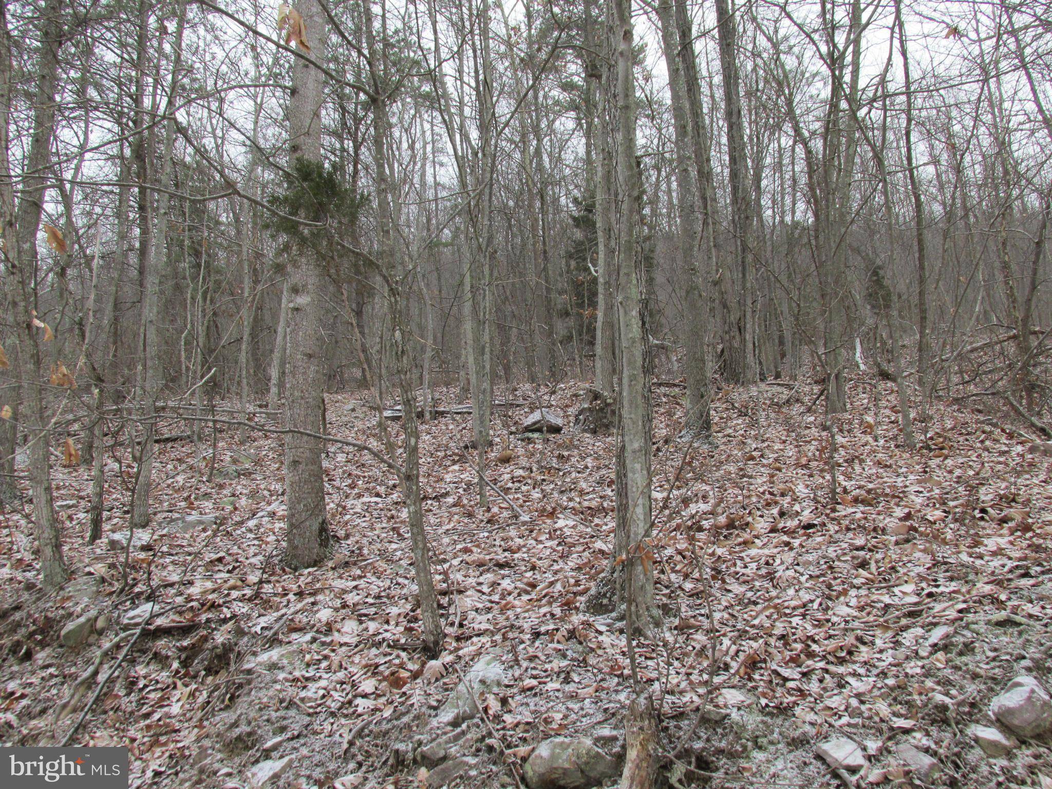 Fort Valley, VA 22652,LOT 114 FOREST RIDGE TRAIL