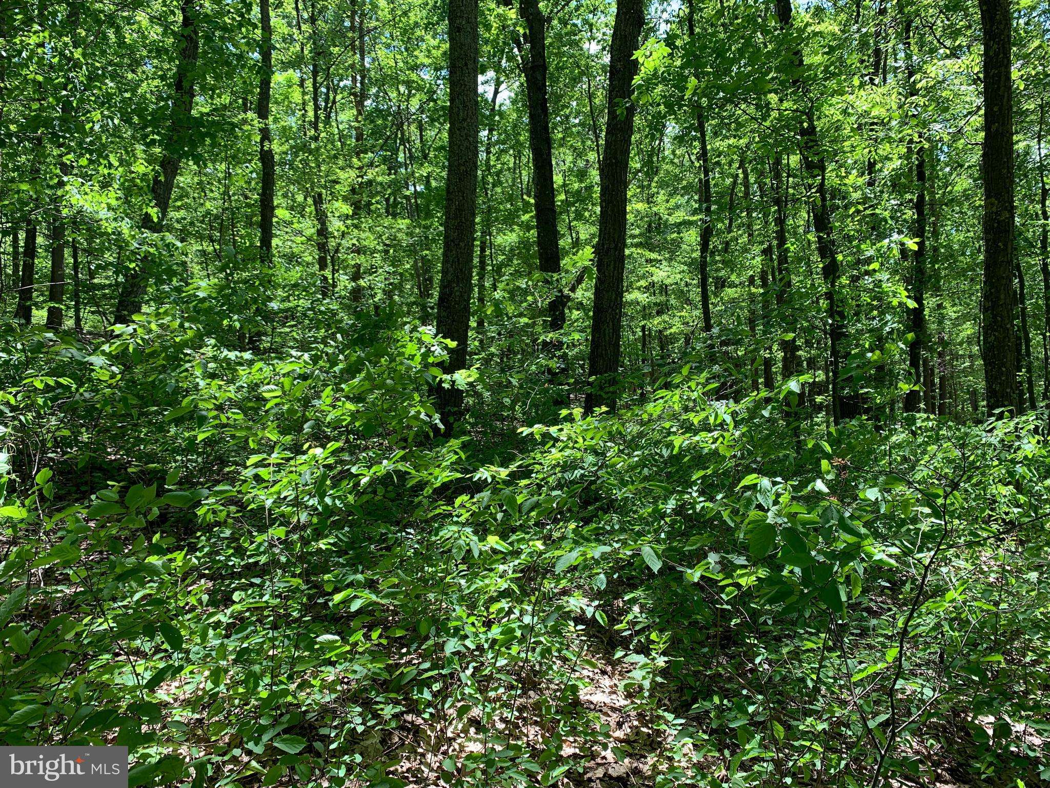 Clearville, PA 15535,LOT 7 MONROE MOUNTAIN ROAD