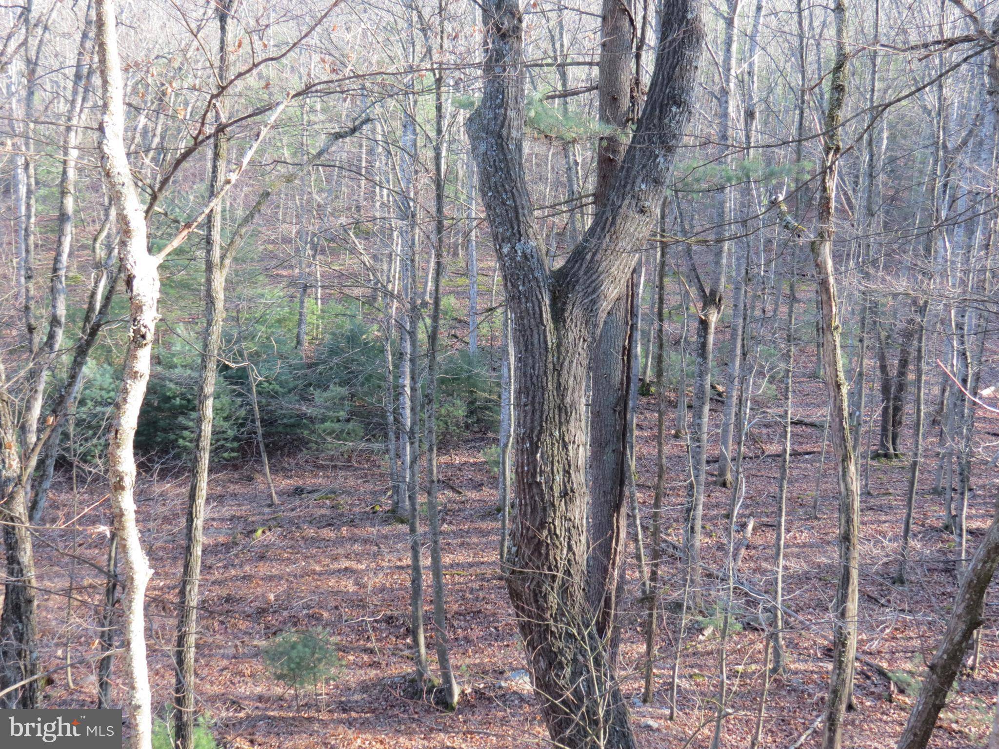 Mathias, WV 26812,11 CEDARWOOD DRIVE RD