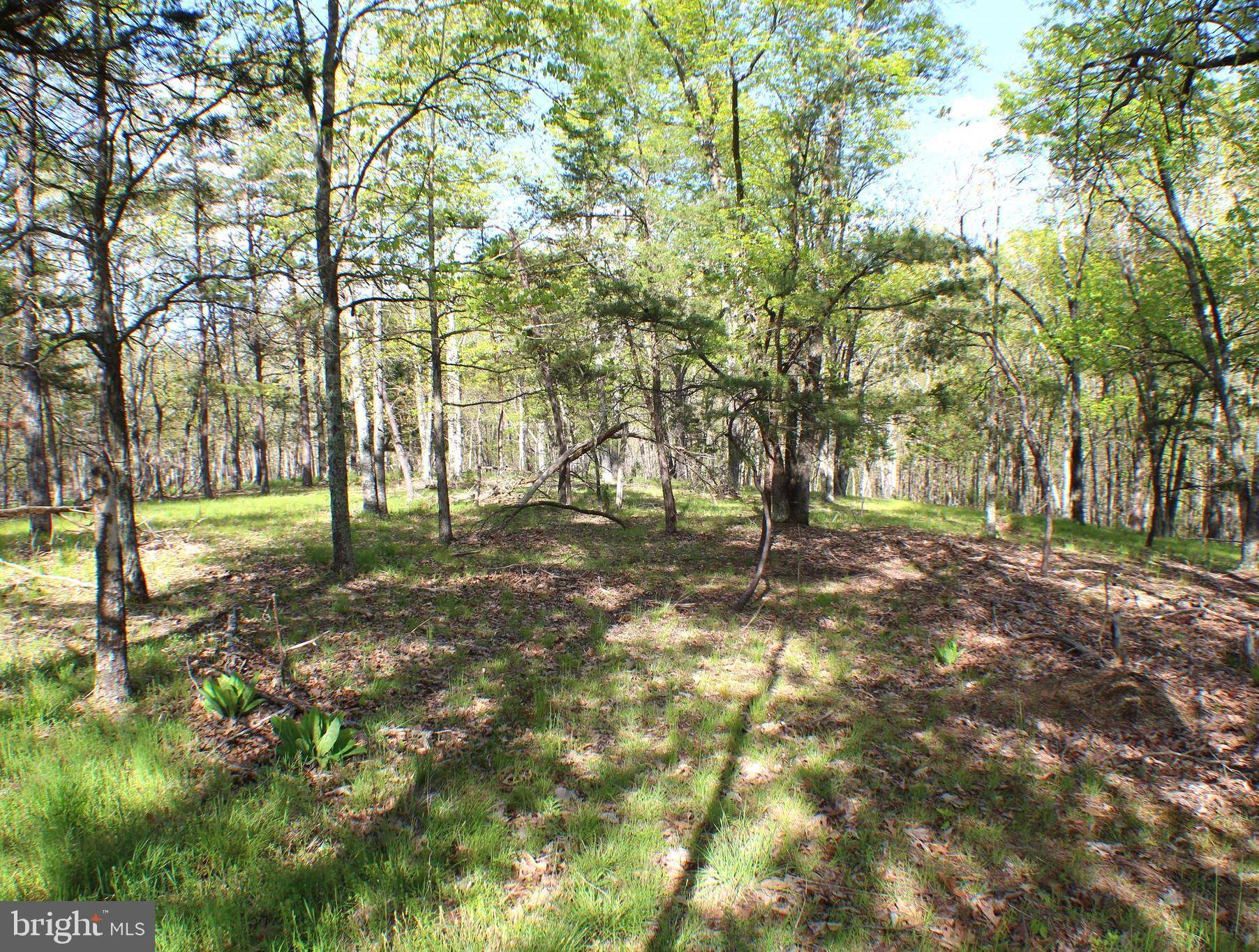 Maysville, WV 26833,9.08 AC PYLOR WAY