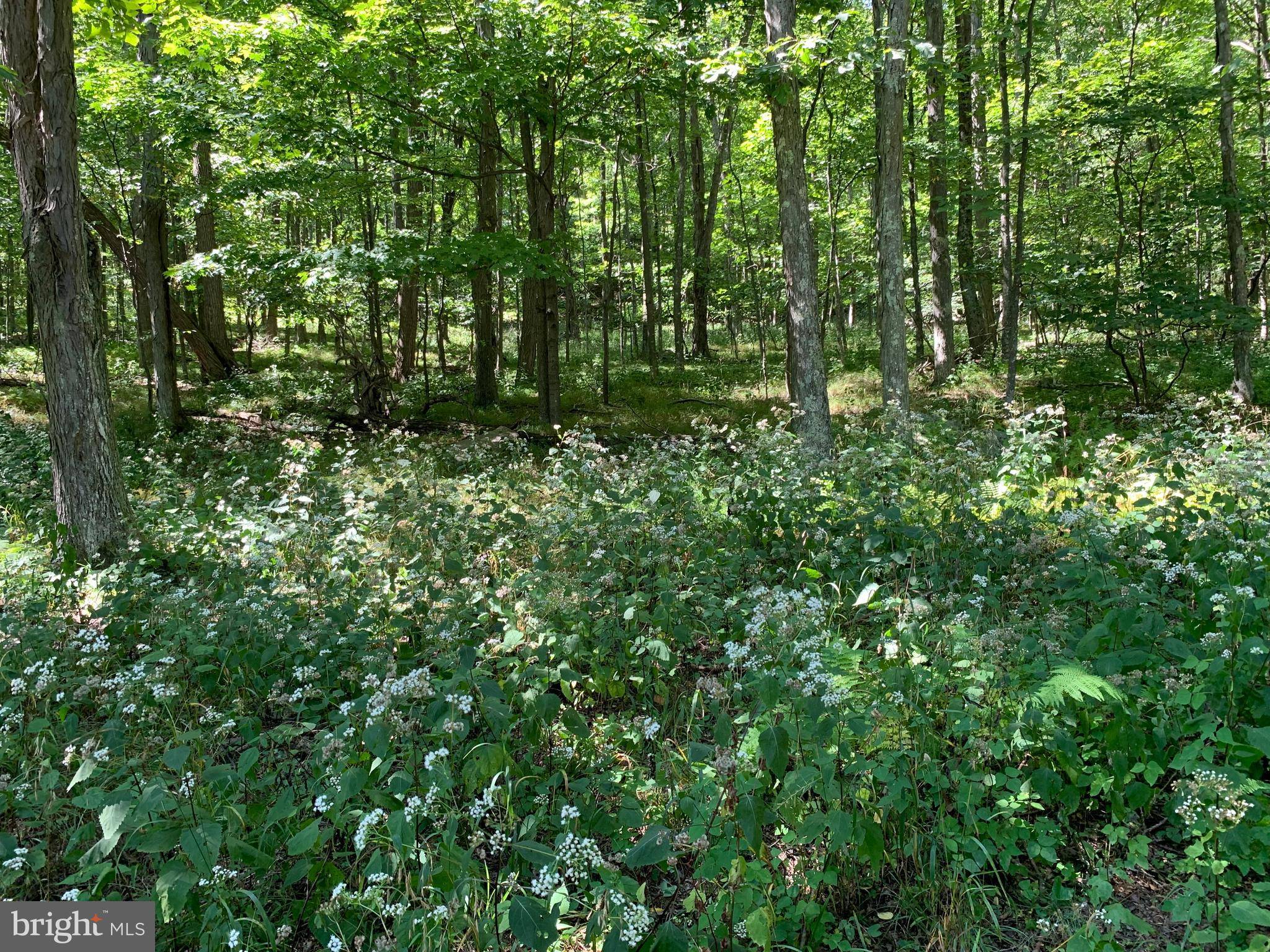 Mount Storm, WV 26739,LOT 35 DOLLY SODS RETREAT