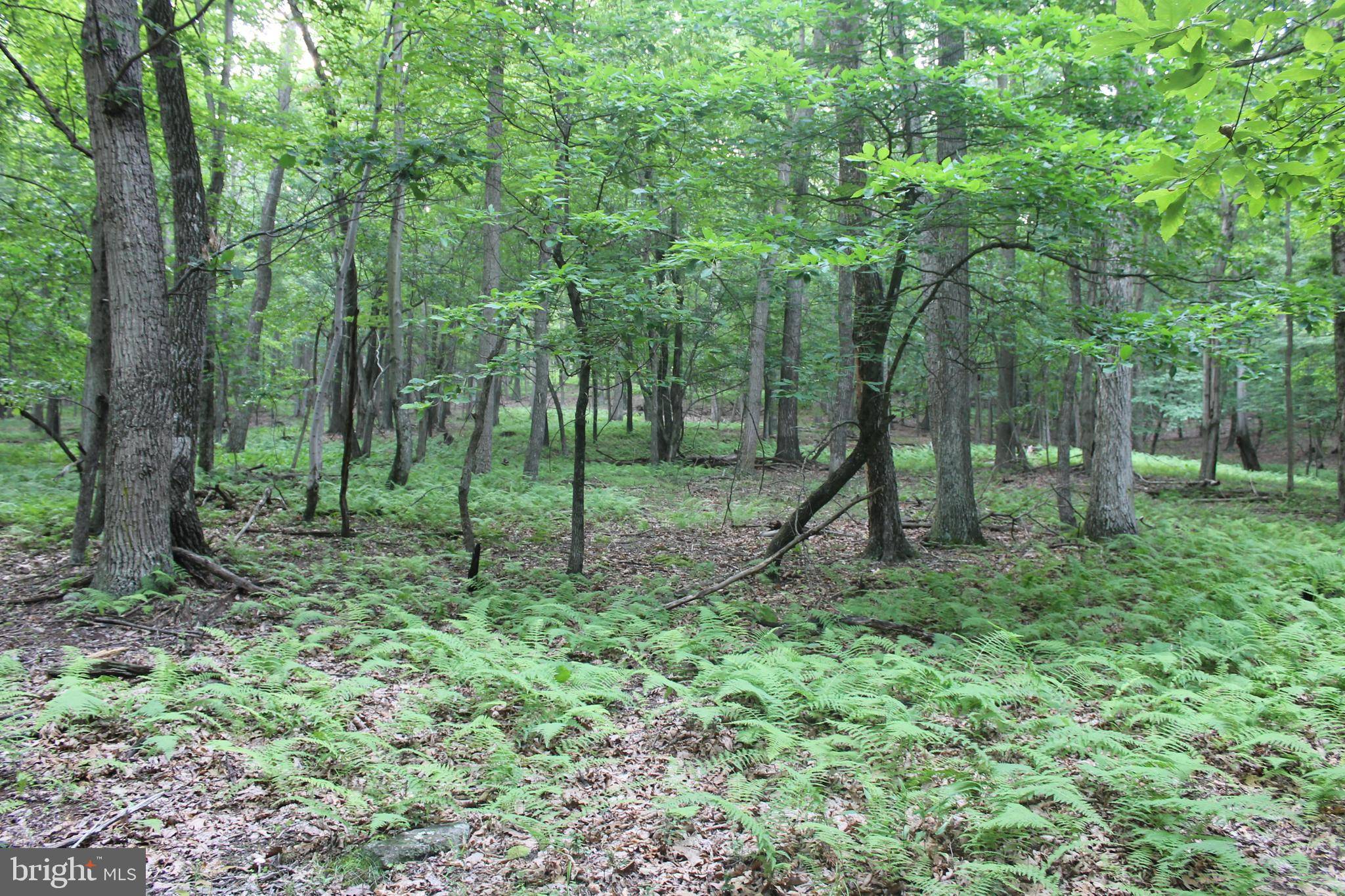 Baker, WV 26801,LOT 50 OLD POPLAR DRIVE