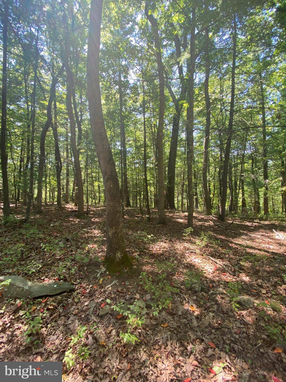 Levels, WV 25431,LOTS 67 & 68 TALL TREE DR