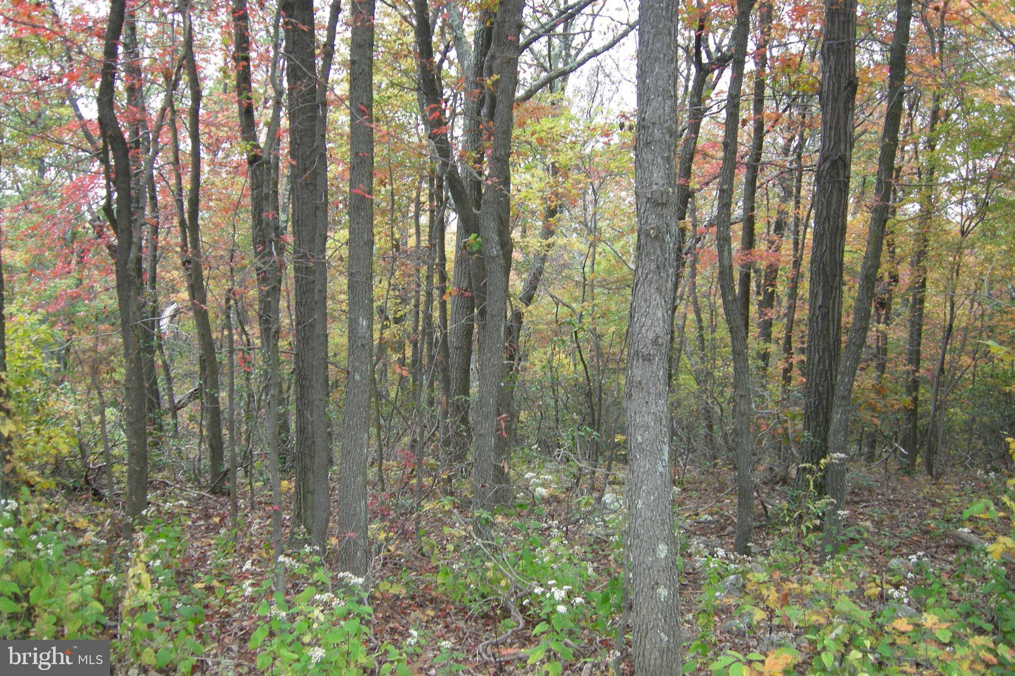 Winchester, VA 22602,LOT 77 BOBCAT TRAIL