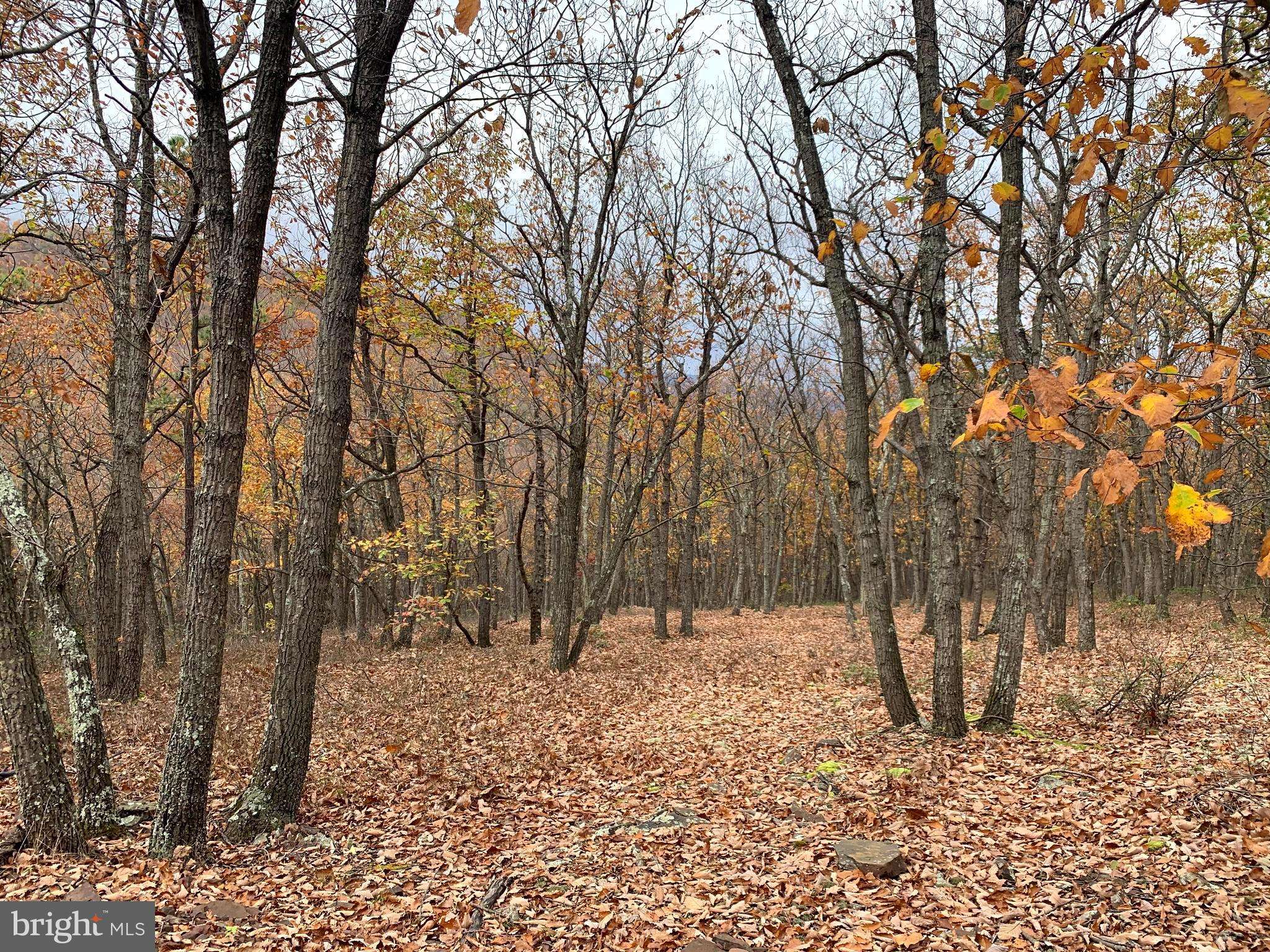 New Creek, WV 26743,AUTUMN LEAF