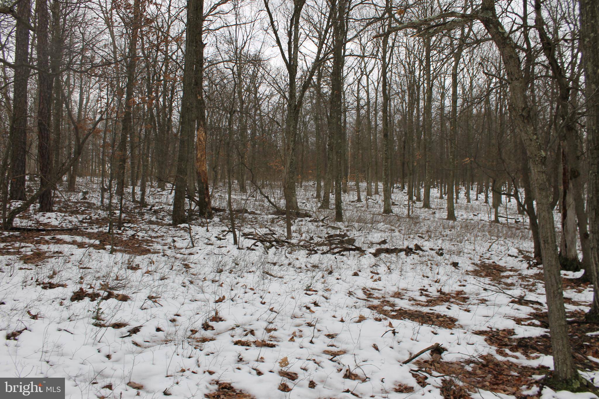 Springfield, WV 26763,LOT 217 DOMAN RIDGE RD