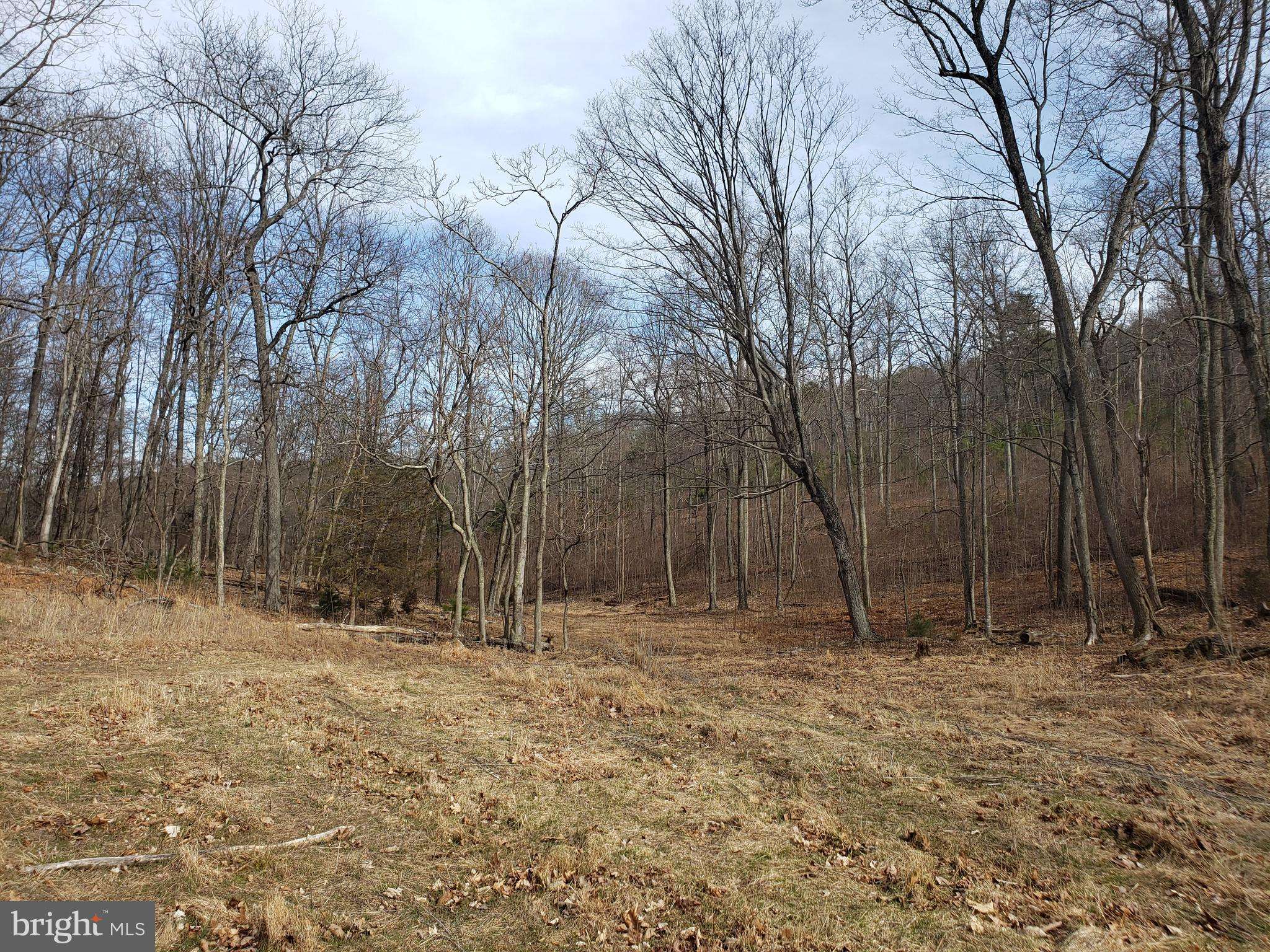 Baker, WV 26801,114-ACRES BAUGHMAN SETTLETMENT