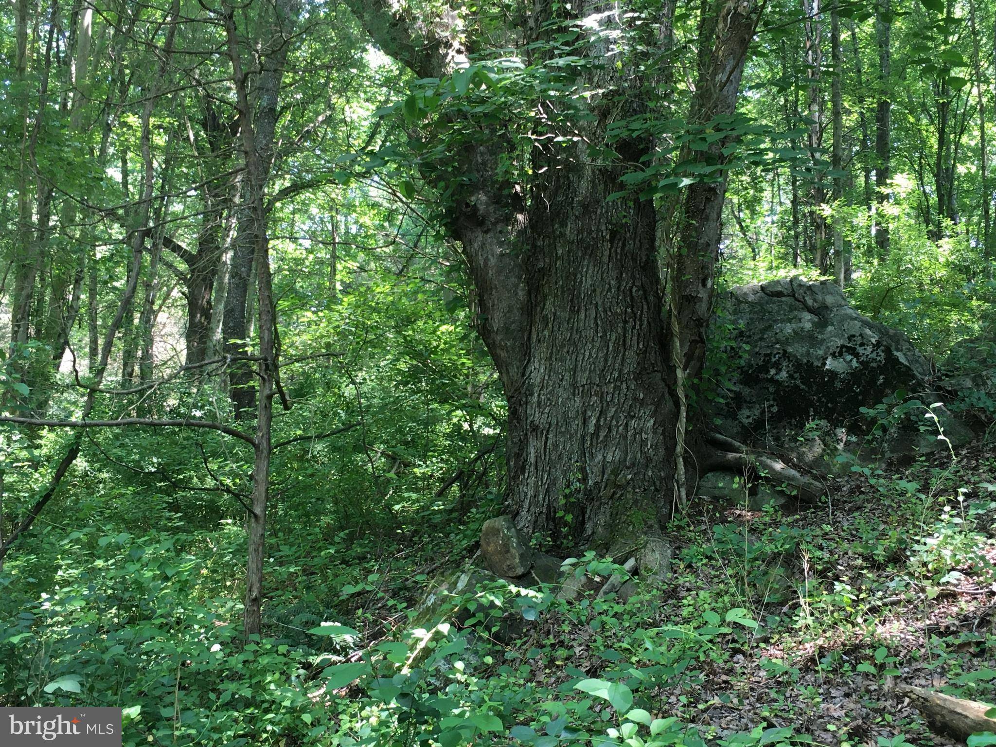 Amissville, VA 20106,DODSON ROAD