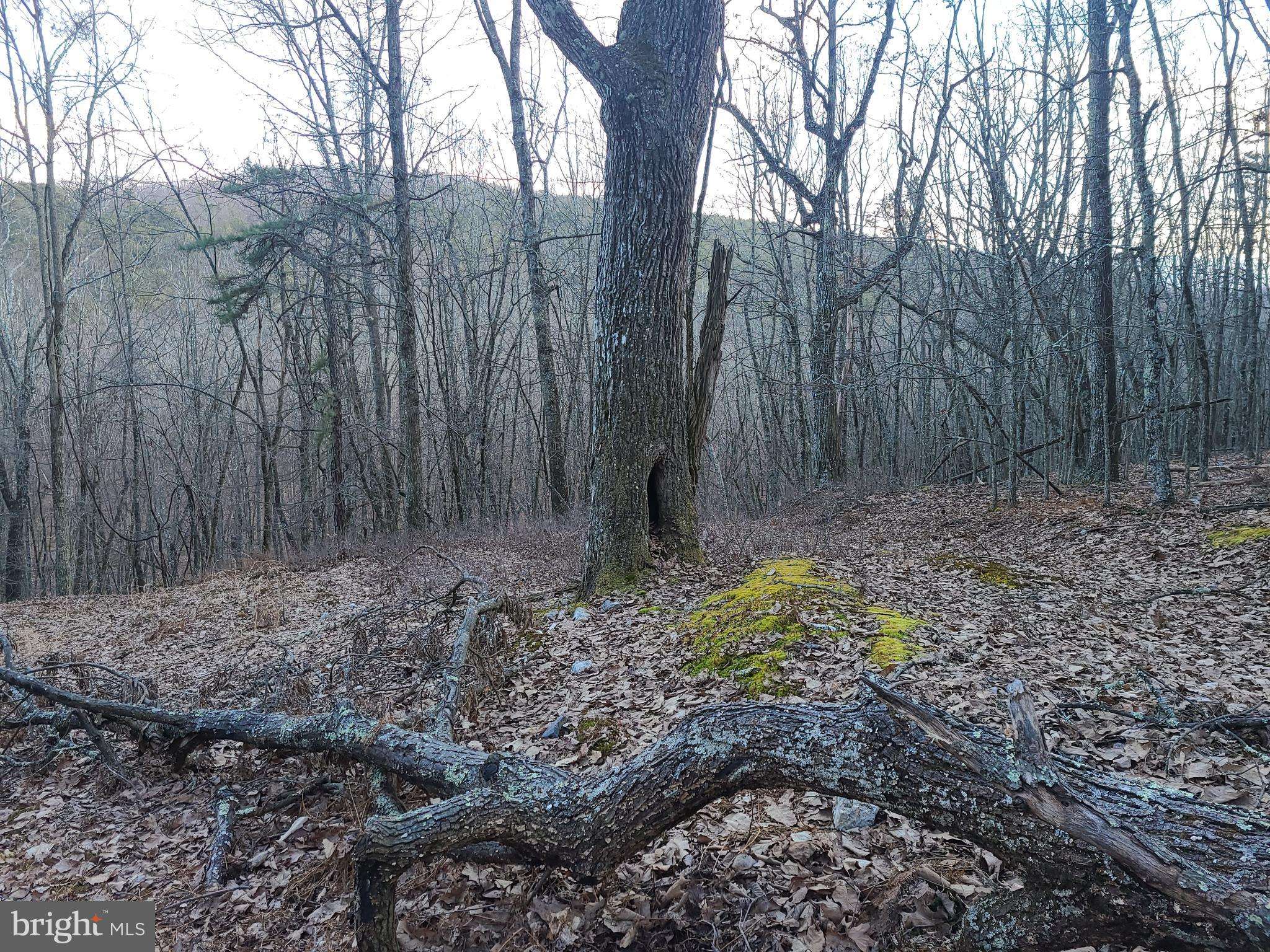 Upper Tract, WV 26866,DEEP SPRING RD